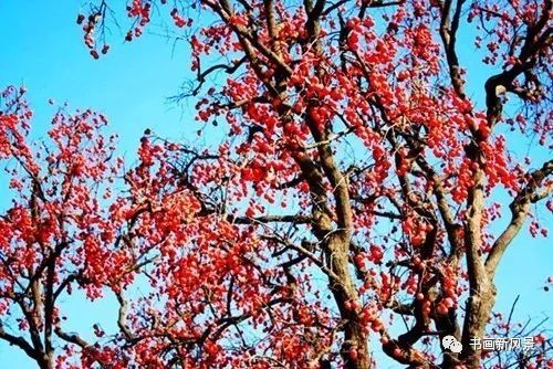 节气|寒露，柿子红了皮