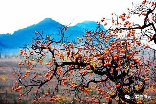 节气|寒露，柿子红了皮