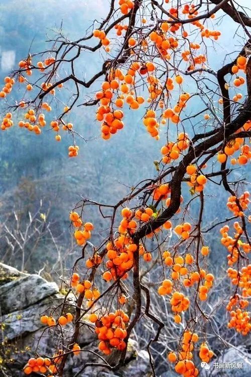 节气|寒露，柿子红了皮