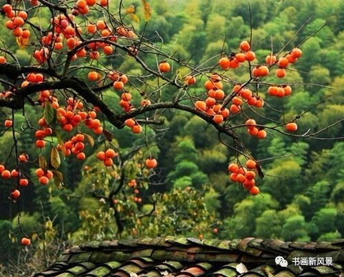 节气|寒露，柿子红了皮