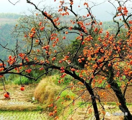 节气|寒露，柿子红了皮