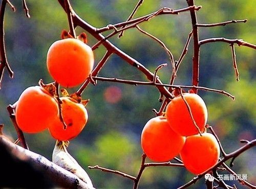 节气|寒露，柿子红了皮
