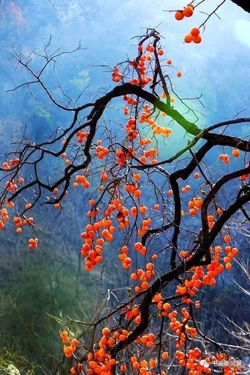 节气|寒露，柿子红了皮