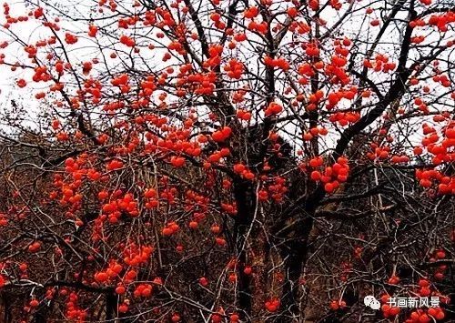 节气|寒露，柿子红了皮
