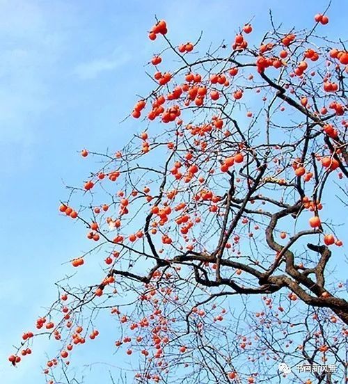 节气|寒露，柿子红了皮