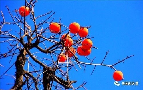 节气|寒露，柿子红了皮