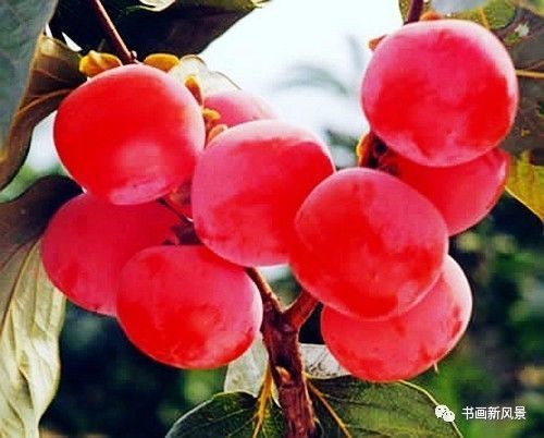 节气|寒露，柿子红了皮