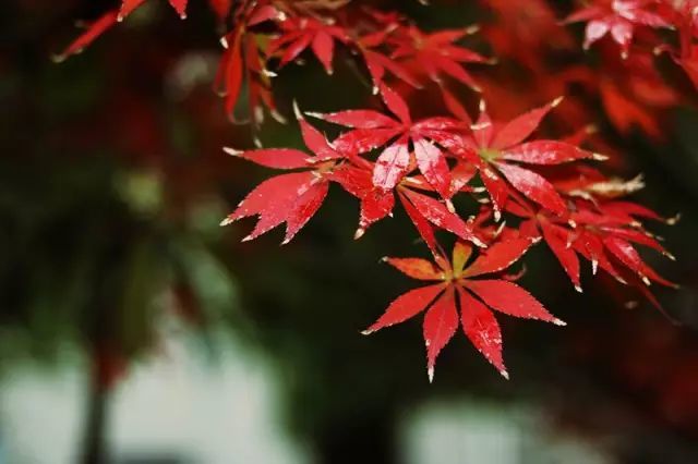诗词里的红叶 似烧非因火 如花不待春 晏几道 纳兰性德 寒山