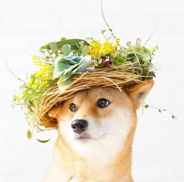 戴着花环的柴犬,这颜值简直逆天了!