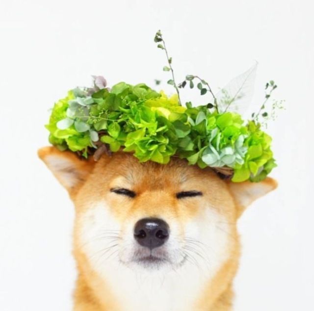 戴着花环的柴犬,这颜值简直逆天了!