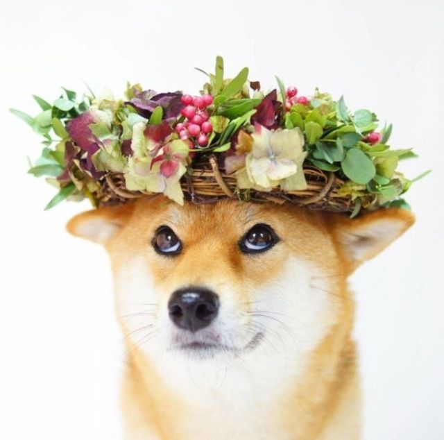 戴着花环的柴犬,这颜值简直逆天了!