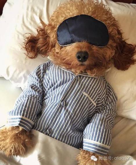 单身狗无聊呆在家,小泰迪的诠释太完美了!