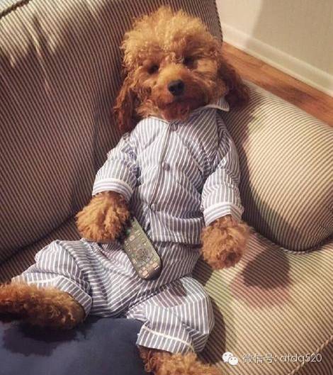 单身狗无聊呆在家,小泰迪的诠释太完美了!