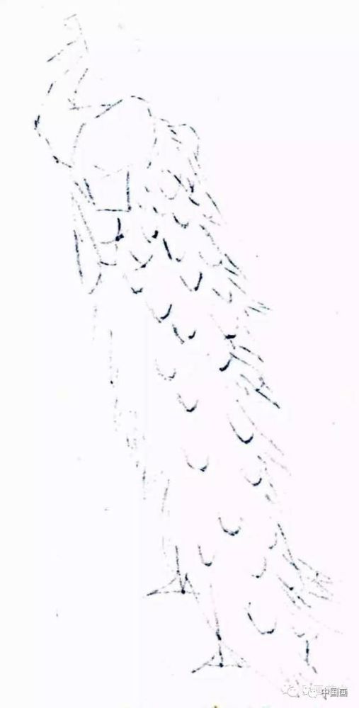 国画|国画基础教程：教你怎样画孔雀，很齐全的一篇步骤教学