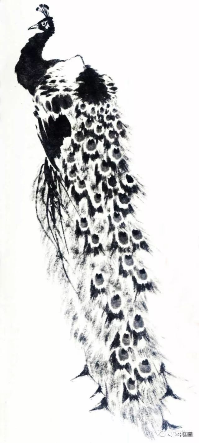 国画|国画基础教程：教你怎样画孔雀，很齐全的一篇步骤教学
