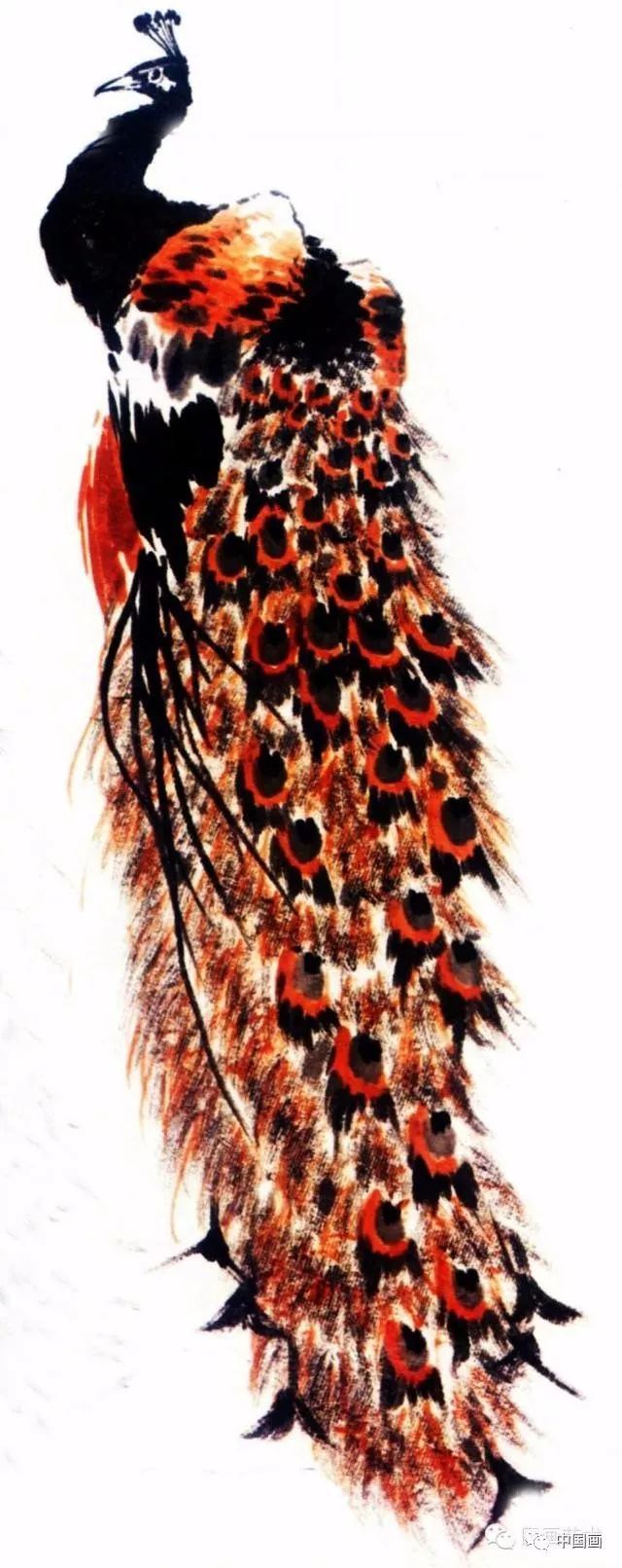 国画|国画基础教程：教你怎样画孔雀，很齐全的一篇步骤教学