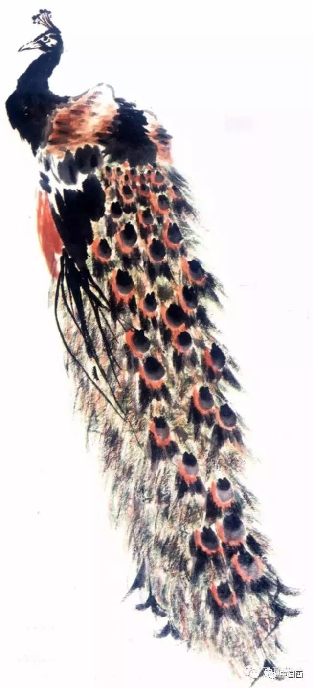 国画|国画基础教程：教你怎样画孔雀，很齐全的一篇步骤教学