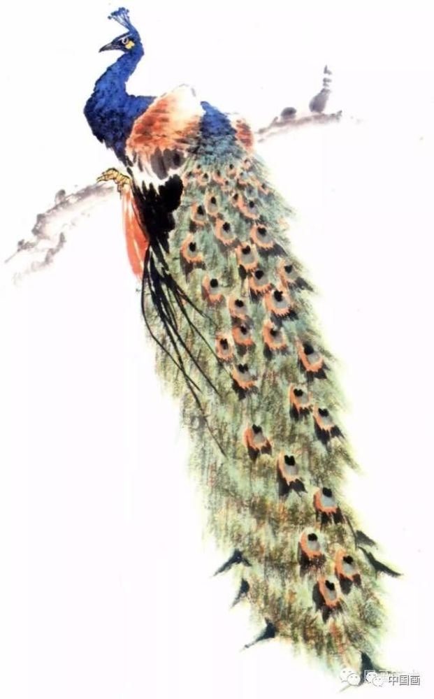 国画|国画基础教程：教你怎样画孔雀，很齐全的一篇步骤教学