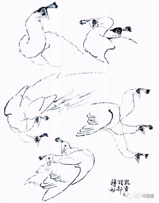 国画|国画基础教程：教你怎样画孔雀，很齐全的一篇步骤教学