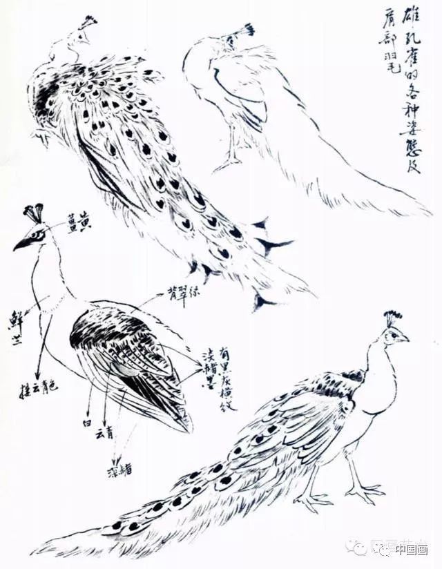 国画|国画基础教程：教你怎样画孔雀，很齐全的一篇步骤教学