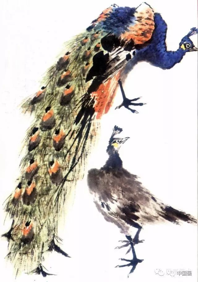 国画|国画基础教程：教你怎样画孔雀，很齐全的一篇步骤教学