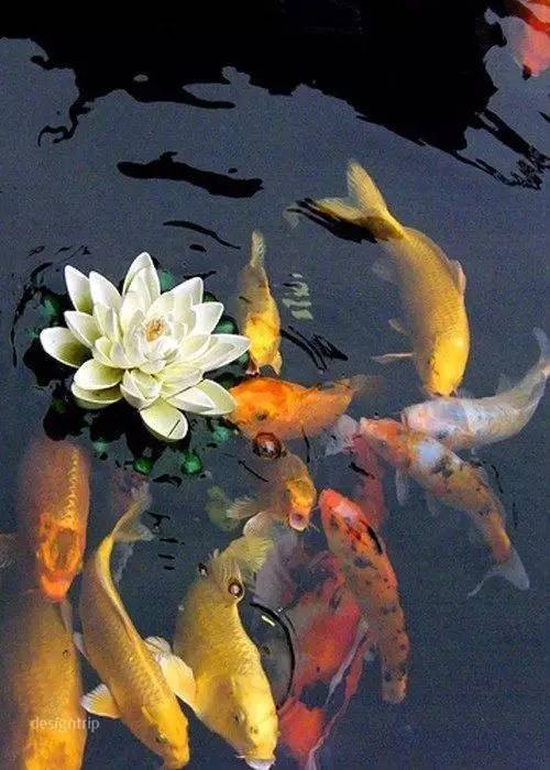 面朝庭院心向池鱼美矣