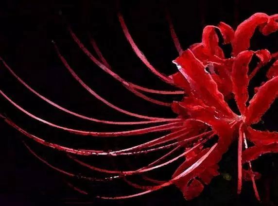 48张彼岸花图,真是美极了!赶紧收藏!