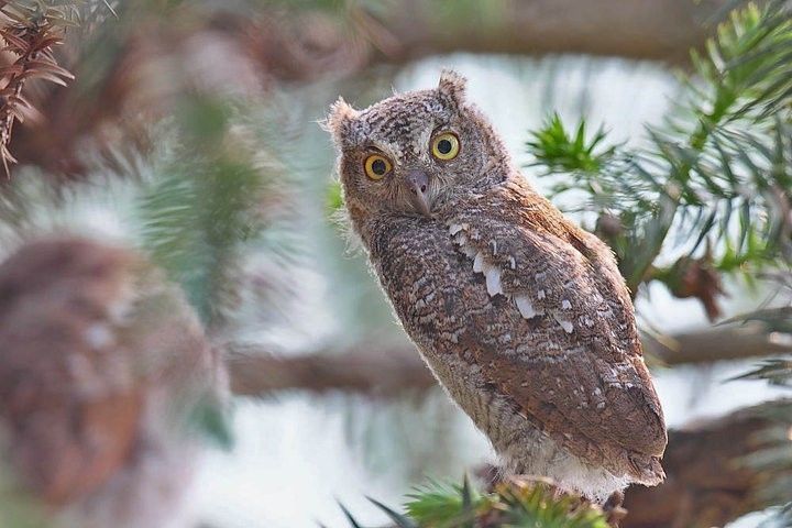 萬木林首次發現這種怪鳥個頭雖小卻是猛禽