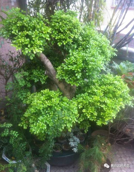 米兰长成树枝干胳膊粗开起花来香死人太惬意了