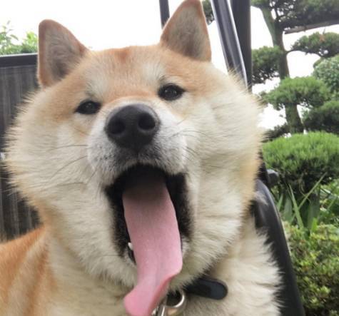 原来柴犬的舌头可以伸那么长,看呆了