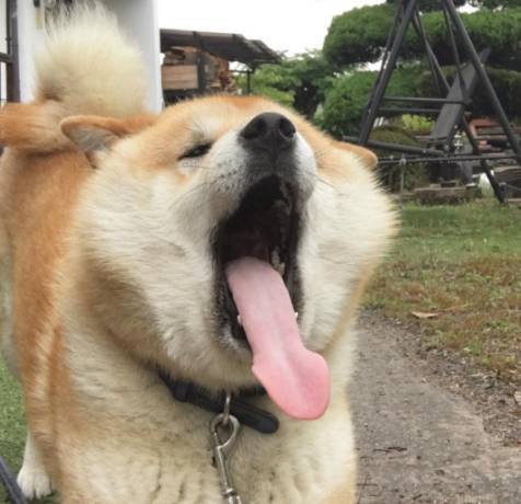 原来柴犬的舌头可以伸那么长,看呆了