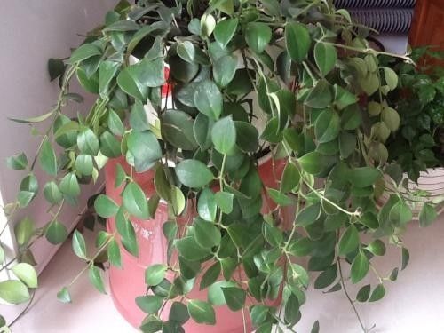 这些耐阴爬藤植物都能养室内,比绿萝还要美