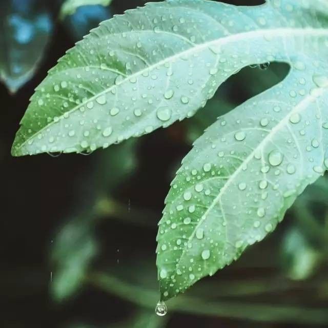 雨落意境美:拍雨天要融入自然之情,利用鏡頭虛化出唯美.一