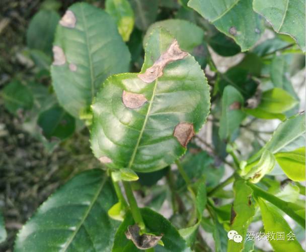 茶树炭疽病的抗性研究