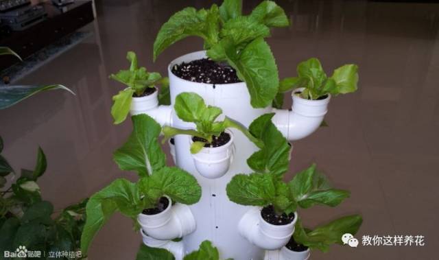 阳台放根pvc管,变成立体种菜,一家人吃不完!_腾讯新闻