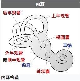 动一下就晕,原来是耳石症发作!什么是耳石症?