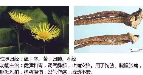 最全中草药图谱 附主治功效 腾讯新闻