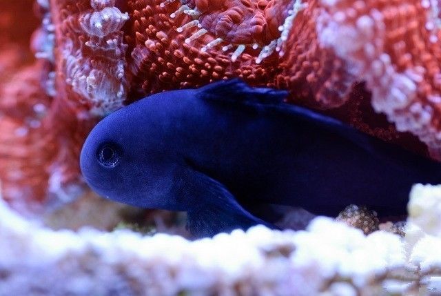 海水鱼的异常状态和过水排毒 腾讯新闻