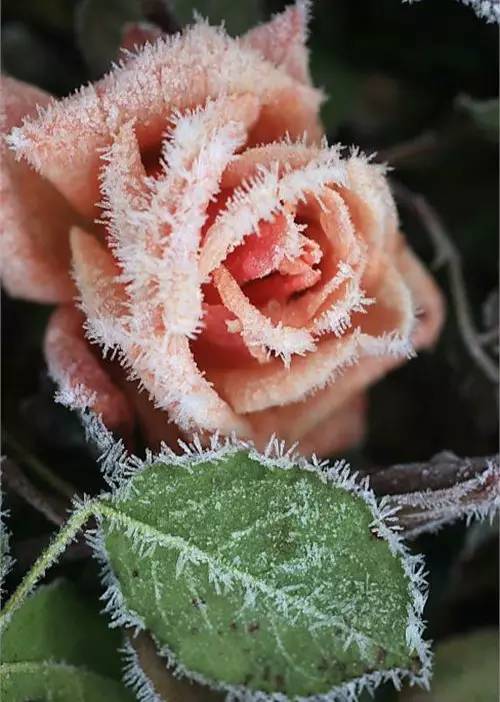 09.lament for a frozen flower  霜花的悲伤按住画面移动小窗10.