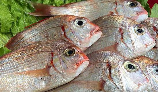 海底的小海鲜,赤鯮鱼,海鲜上品!