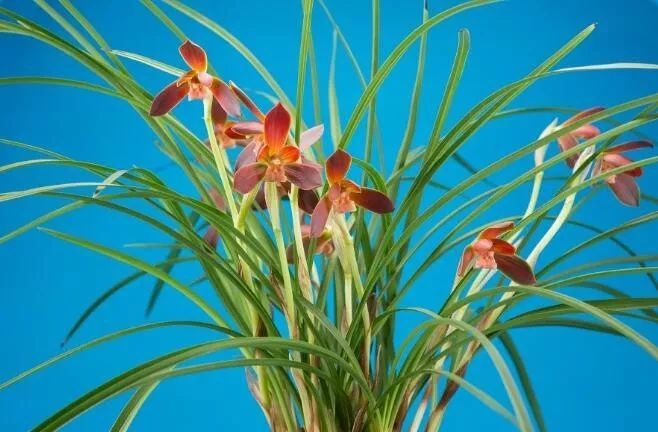 全国著名的兰花产地--毕节