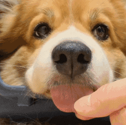 十只狗狗吐舌头卖萌,当看见它们歪头那一刻,都想组团偷狗了