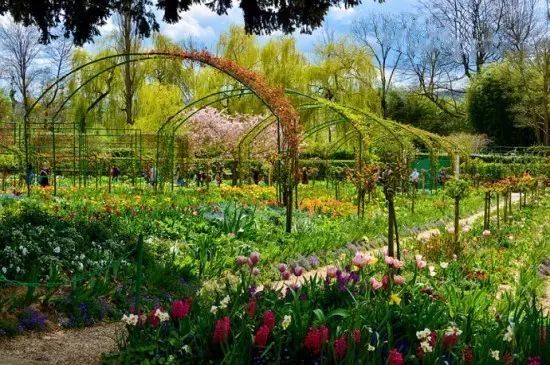 她把莫奈花园搬到了合肥用心和花草一起生活