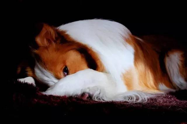 边境牧羊犬追尾巴的原因 腾讯新闻