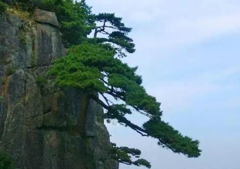 悬崖半悬崖型盆景的塑造要点