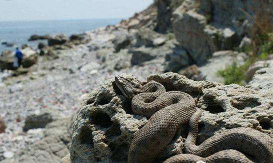 大凯马达岛 整个岛都是毒蛇!