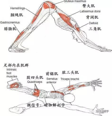 瑜伽下犬式做不好 12 张解剖图帮你深度解析下犬式 腾讯新闻