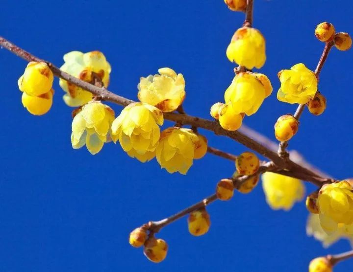 腊梅的花语和象征(腊梅花的寓意和象征)