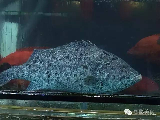 常见海水鱼类图谱大全