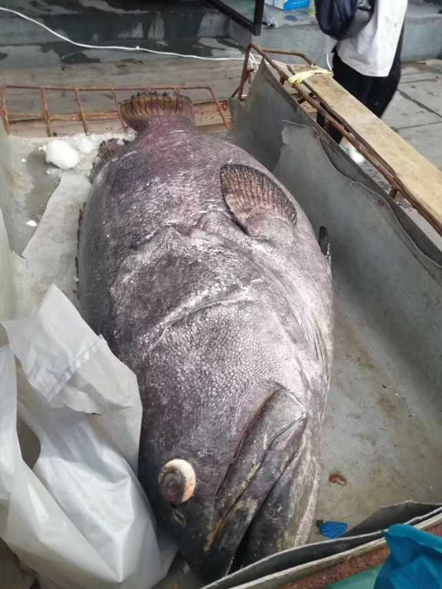 饭店买下200多斤重大鱼 两人拖不动